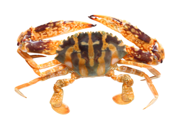 Top view of orange Zebra crab or orange swimming crab with transparent image.