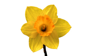 yellow daffodil PNg. yellow rose,rose, beatiful yellow rose isolted on white transparent background.png