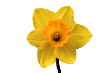 yellow daffodil PNg. yellow rose,rose, beatiful yellow rose isolted on white transparent background.png