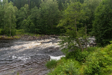 Fototapeta na wymiar a fast river with rapids on the background of a wild forest