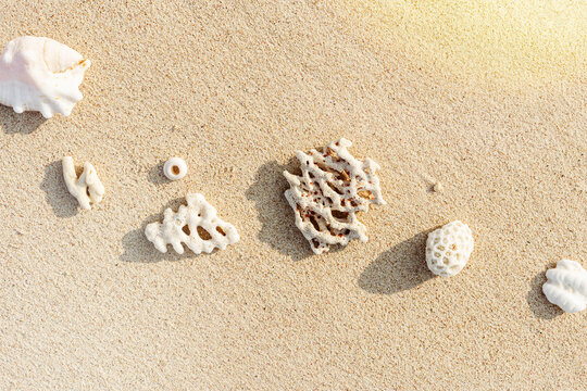 Seashells and corals on sandy beach. Trend minimal photo at sunlight. Summer vacation concept, beach mood. Nautical design. Top view nature aesthetics still life composition. Neutral pastel tones