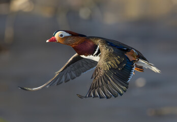 Male Mandarin duck in flight at Tanto Stockholm