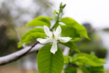 Wrightia sirikitiae D.J.Middleton & Santisuk