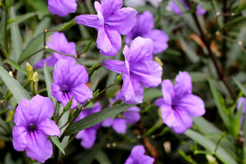 Ruellia tuberosa flowers with green leaves