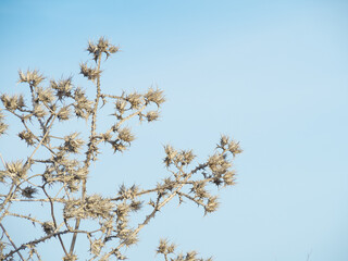 Thistle with blue sky in the background