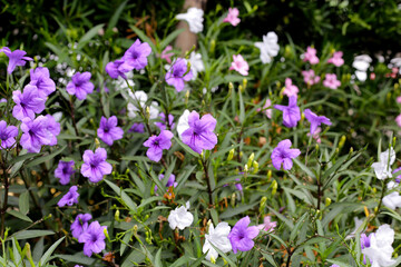 Ruellia tuberosa flowers with green leaves