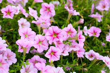 Blooming pink and white surfinia flowers