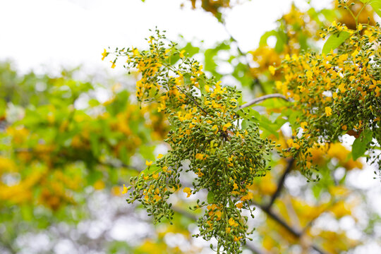 Yellow flower of burma padauk tree