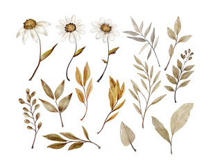 Watercolor dried vintage chamomile
