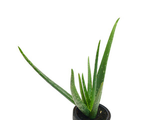 An aged of aloe tree on white background