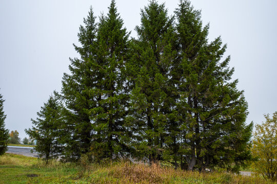 large fir trees growing next to the roadway.
