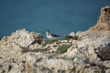 common sandpiper (Actitis hypoleucos) on the rocky coast of Mallorca in early spring