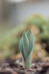 Tulpen - Zeit für Frühling!