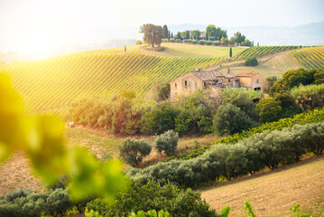 Agricultural land on hill with vineyard in autumn. Countryside landscape