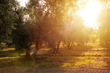 Olive tree branches lit by evening sun