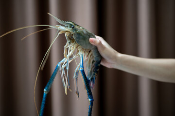 Hand holding fresh river prawns on dark background.
