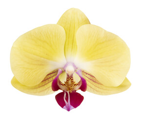 Fleur d'orchidée phalaenopsis jaune - 754797912