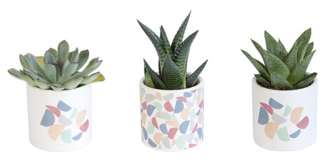 Mini plantes succulentes en pot	 - 754797938