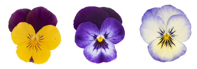 Fleurs de Viola cornuta	