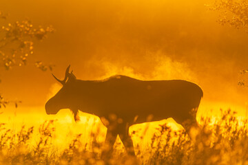 Moose in the early morning mist