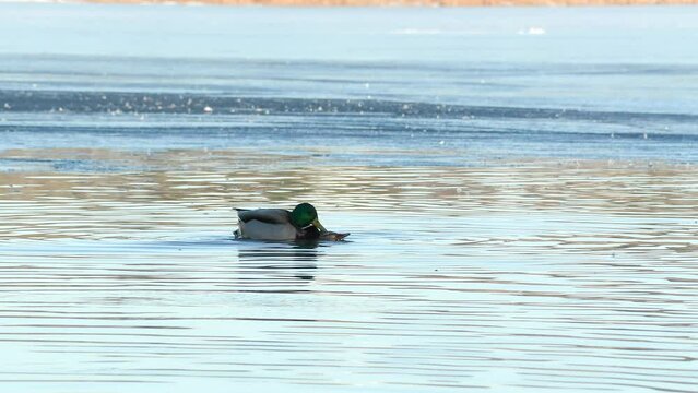 duck bird mallard mating on water natural world ostensjovannet bird sanctuary norway