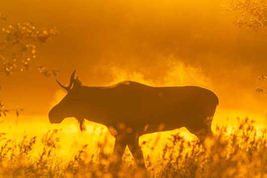Moose in the early morning mist - Powered by Adobe