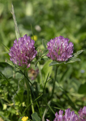 Fleur de Trifolium pratense