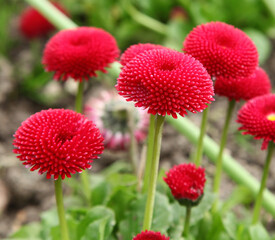 Pâquerettes Bellis perennis rouges  © hcast
