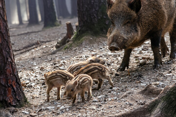 Bache mit 4 Frischlingen