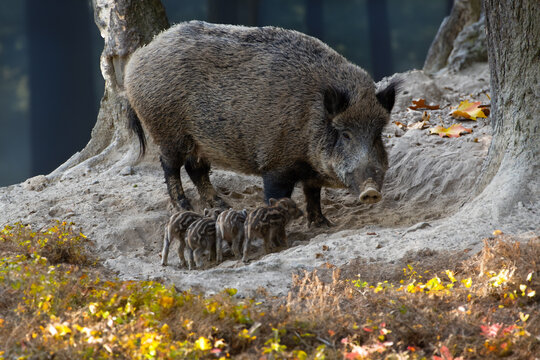 Bache mit Frischlingen (Schwarzwild) im Kessel