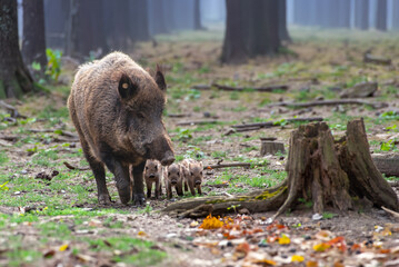 Junge Bache mit Frischlingen (Schwarzwild)