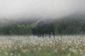A large brown bison grazing in a field of tall grass.