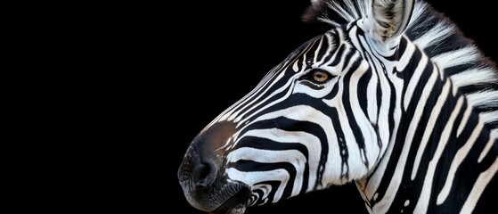  a close - up of a zebra's head against a black background, with its head turned to the side.