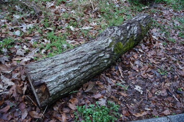 放置された丸太