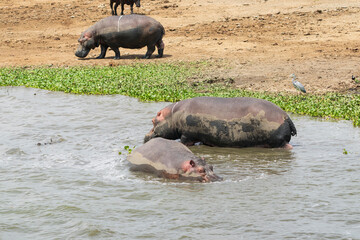 hippoes in water