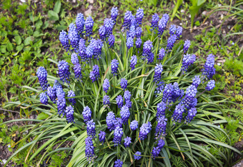 spring blue hyacinths in green grass