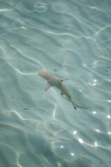 Naklejka premium Baby sharks at the crystal clear sea water.