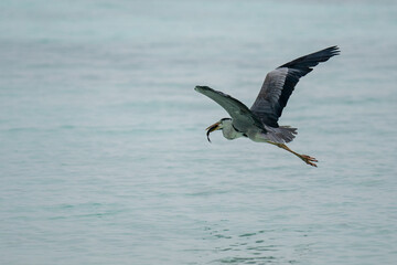 Fototapeta na wymiar Stork eating fish and flying over the ocean.