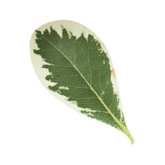 An unique concept of variegated ficus leaf isolated on plain background , very suitable to use in mostly garden project.