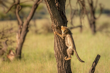 A cheetah cub ( Acinonyx Jubatus) climbing a tree, Olare Motorogi Conservancy, Kenya.