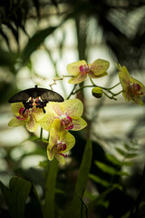 mariposa negra posada en una Orquídea de color amarillo con el fondo desenfocado