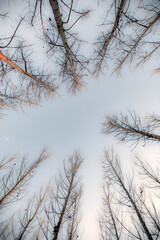copa de arboles Alamós, con ramas seca en otoño,  tomada desde el suelo hacia arriba con el cielo...