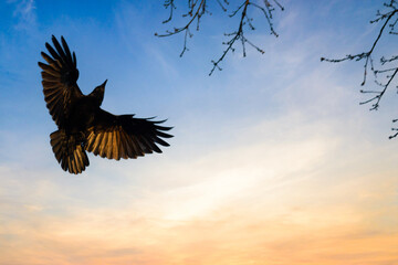 Herbivore crow flight in the blue sky