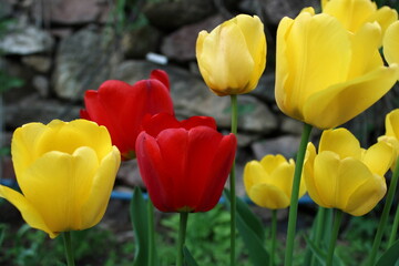 Colorful tulips in the garden 