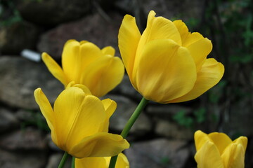 Colorful tulips in the garden 