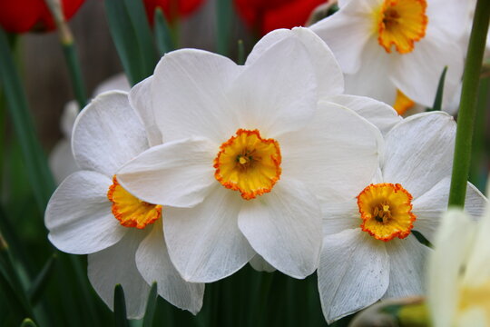 Narcissus poeticus, the poet's daffodil, poet's narcissus, nargis, pheasant's eye, findern flower or pinkster lily. 