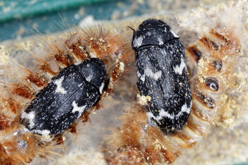 Beetle, Dermestidae, Megatoma undata. Young beetles fresh from pupation. Located still in the last larval moult. Macro photo.