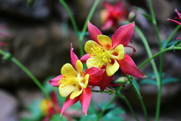 Aquilegia is a genus of about 60-70-year-old plant species found in grasslands, woodlands, and...