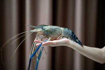 Hand holding fresh river prawns on dark background. - obrazy, fototapety, plakaty