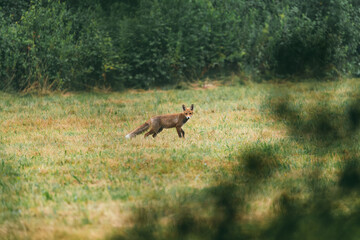 A small brown fox walking through a grassy field.
